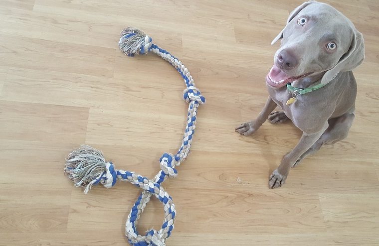 Jouets en corde durables pour chiens - img