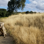 Revue de la nourriture pour chiens Terra Ultra – Nourriture saine pour chiens et chats