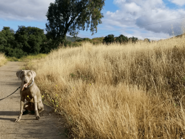 Le travail bien fait : Tout chien peut être un bon chien - img