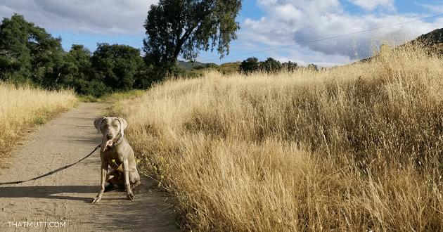 Le travail bien fait : Tout chien peut être un bon chien - img
