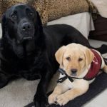 Primal Patties Pre-Made Raw Dog Food Review (en anglais seulement)