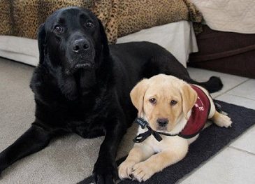 Le vendredi en 5 questions : Le chiot en formation - img