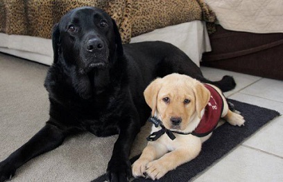 Le vendredi en 5 questions : Le chiot en formation - img