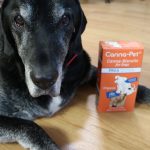 Trouver la zone de confort de votre chien (et la vôtre) pour la randonnée sans laisse
