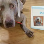 Naked Dog Box : avis et code promo