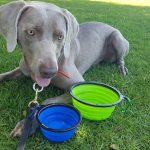 Je ne suis pas la mère de mon chien