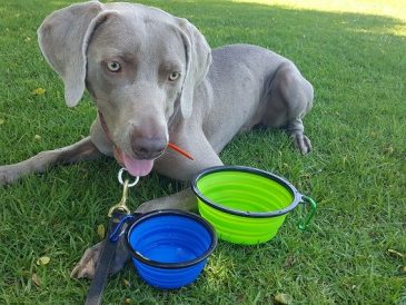 M. Peanut's Collapsible Dog Bowls Review - img