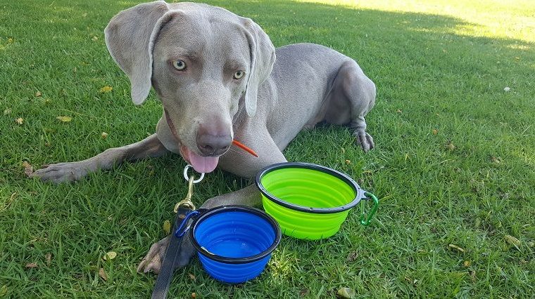 M. Peanut's Collapsible Dog Bowls Review - img