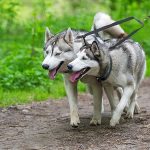 Mavericks Ranch : avis et code promo – Booster de hanches et d&rsquo;articulations pour chiens