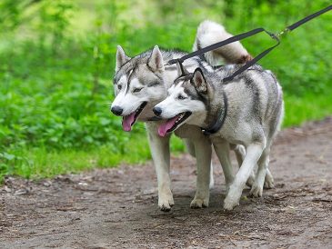Mighty Paw Double Dog Leash Review and Coupon Code - img