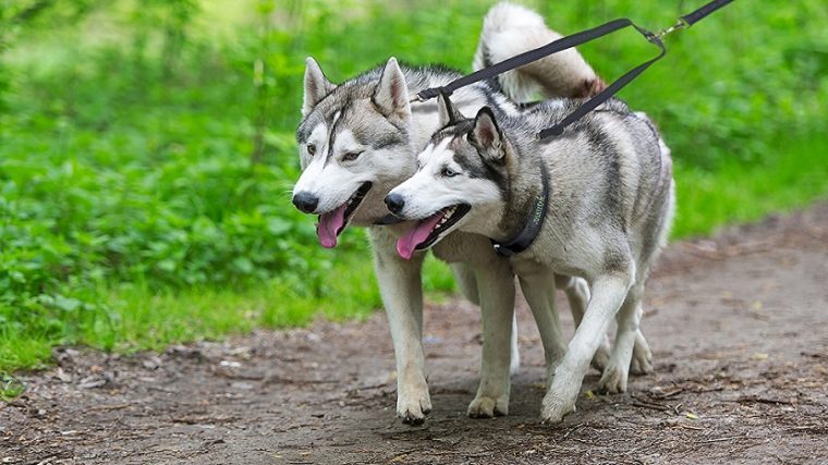 Mighty Paw Double Dog Leash Review and Coupon Code - img
