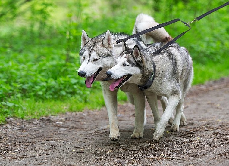 Mighty Paw Double Dog Leash Review and Coupon Code - img