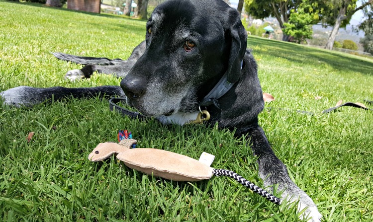 Mighty Paw Leather Squeaky Toys Review and Coupon Code - img