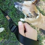 Entraînement à l&rsquo;ultra-marathon avec des chiens
