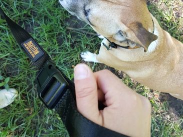 Mighty Paw Long Training Leash Review and Promo Code - img