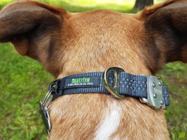Mighty Paw Metal Buckle Collar Review - img