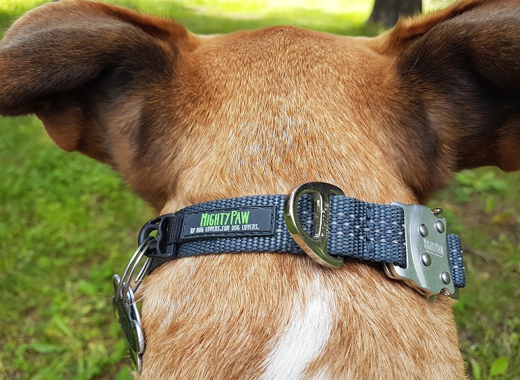 Mighty Paw Metal Buckle Collar Review - img