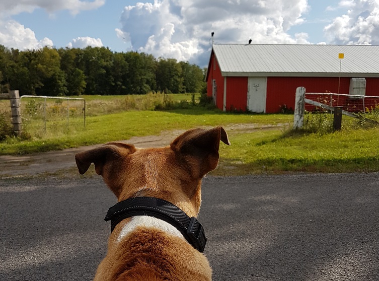 Mon chien essaie de chasser les vautours à tête rouge - img