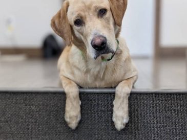 Nourrir les chiens avec de la viande de gibier crue - img