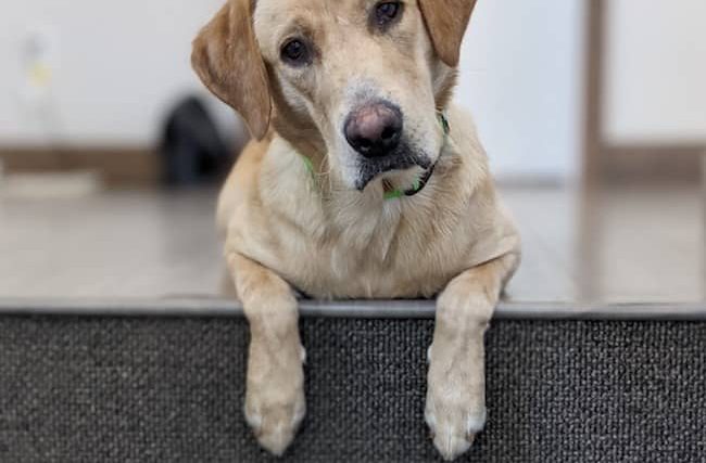 Nourrir les chiens avec de la viande de gibier crue - img