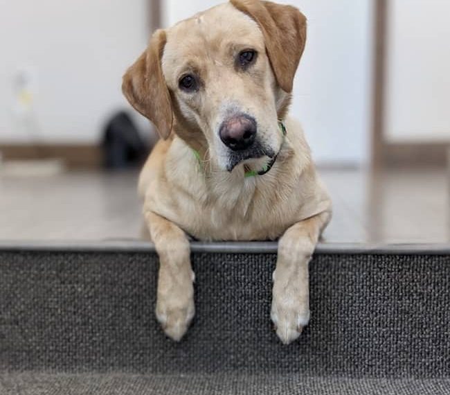 Nourrir les chiens avec de la viande de gibier crue - img