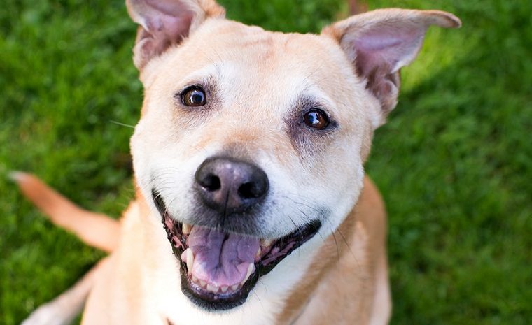 Nourriture crue pour chien à petit budget - 2 recettes de nourriture crue pour chien à faire soi-même - img