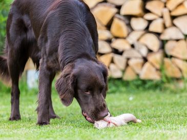 Où acheter des os crus de viande à prix abordable - Nourriture crue pour chiens - img