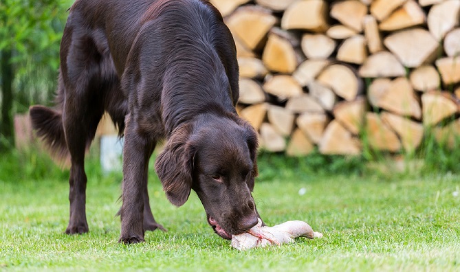 Où acheter des os crus de viande à prix abordable - Nourriture crue pour chiens - img