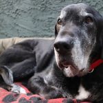 Trouver la zone de confort de votre chien (et la vôtre) pour la randonnée sans laisse