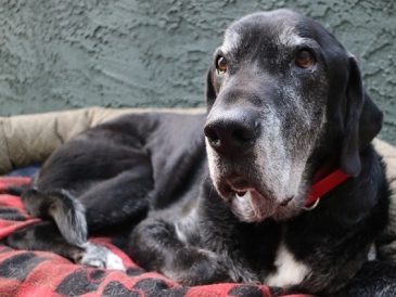 Pour mon vieux chien Ace, un bon garçon - img