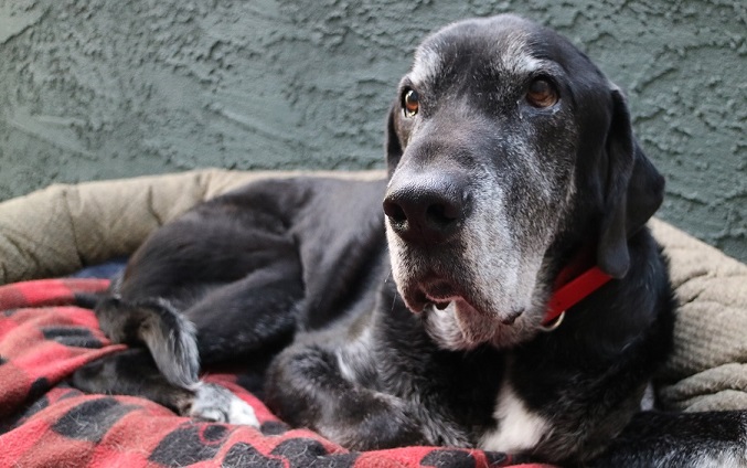 Pour mon vieux chien Ace, un bon garçon - img