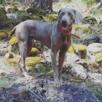 10 façons de garder votre chien âgé mentalement en forme