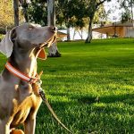Revue de presse : Salty&rsquo;s Own Nautical Leashes – Laisses en paracorde pour chiens