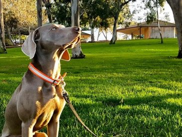 Pourquoi mon chien est-il si difficile à dresser ? - img