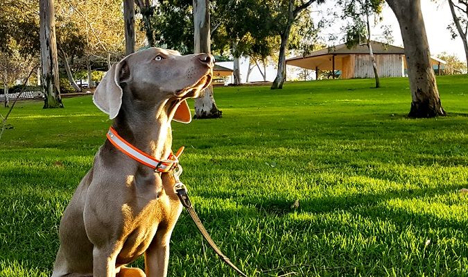 Pourquoi mon chien est-il si difficile à dresser ? - img