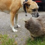 Mighty Paw Long Training Leash Review and Promo Code