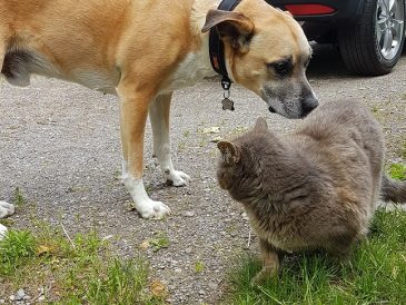 Présentation de votre chien aux chats d'extérieur - img