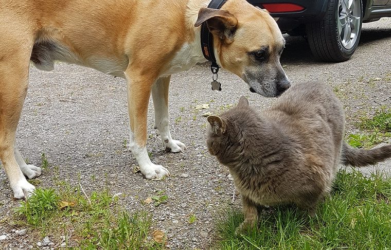 Présentation de votre chien aux chats d'extérieur - img