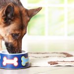 Le vendredi en 5 questions : Le chiot en formation
