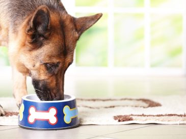 Primal Patties Pre-Made Raw Dog Food Review (en anglais seulement) - img