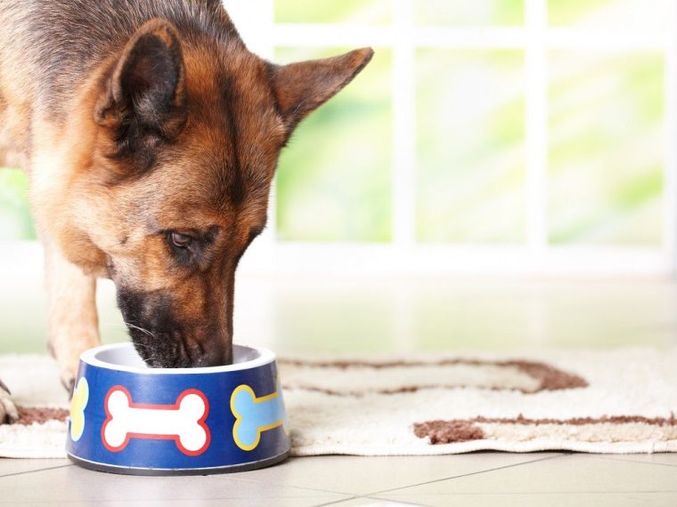 Primal Patties Pre-Made Raw Dog Food Review (en anglais seulement) - img