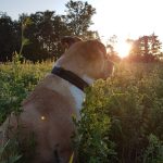 Mighty Paw Metal Buckle Collar Review