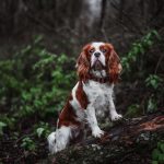 Le vendredi en 5 questions : Le chiot en formation