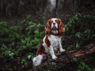 Promenades d'entraînement ou promenades de détente - Votre chien sait-il faire la différence ? - img