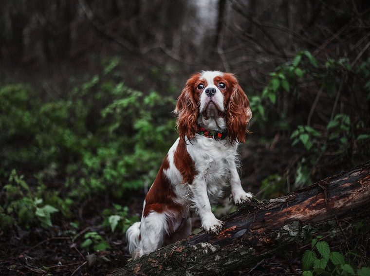 Promenades d'entraînement ou promenades de détente - Votre chien sait-il faire la différence ? - img