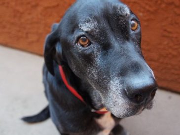 Que faire lorsque votre chien difficile refuse de manger certaines coupes de viande crue ? - img