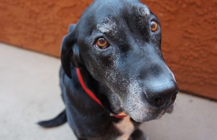 Que faire lorsque votre chien difficile refuse de manger certaines coupes de viande crue ? - img