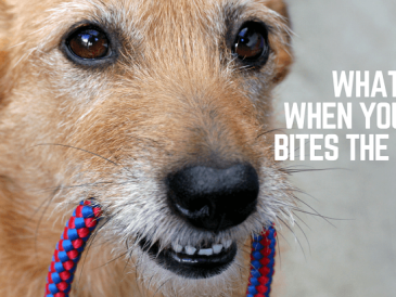 Que faire lorsque votre chien mord la laisse ou la secoue ? - img