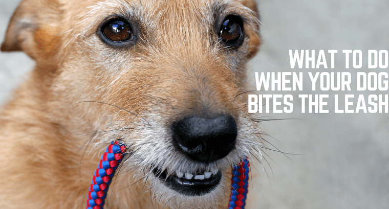 Que faire lorsque votre chien mord la laisse ou la secoue ? - img