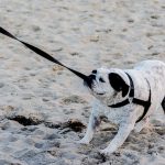 Shed Defender Reviews, Combinaison pour chien pour contrôler la perte de poils